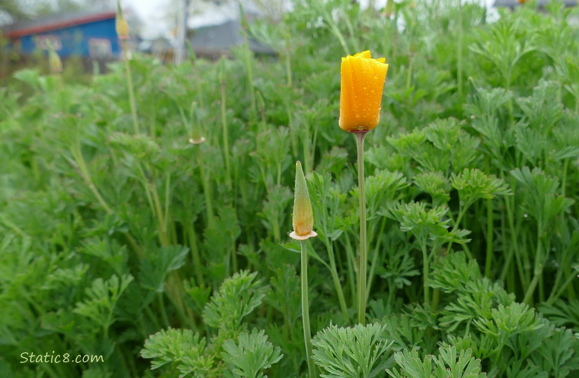 Unopened California Poppy bloom in front of many leaves