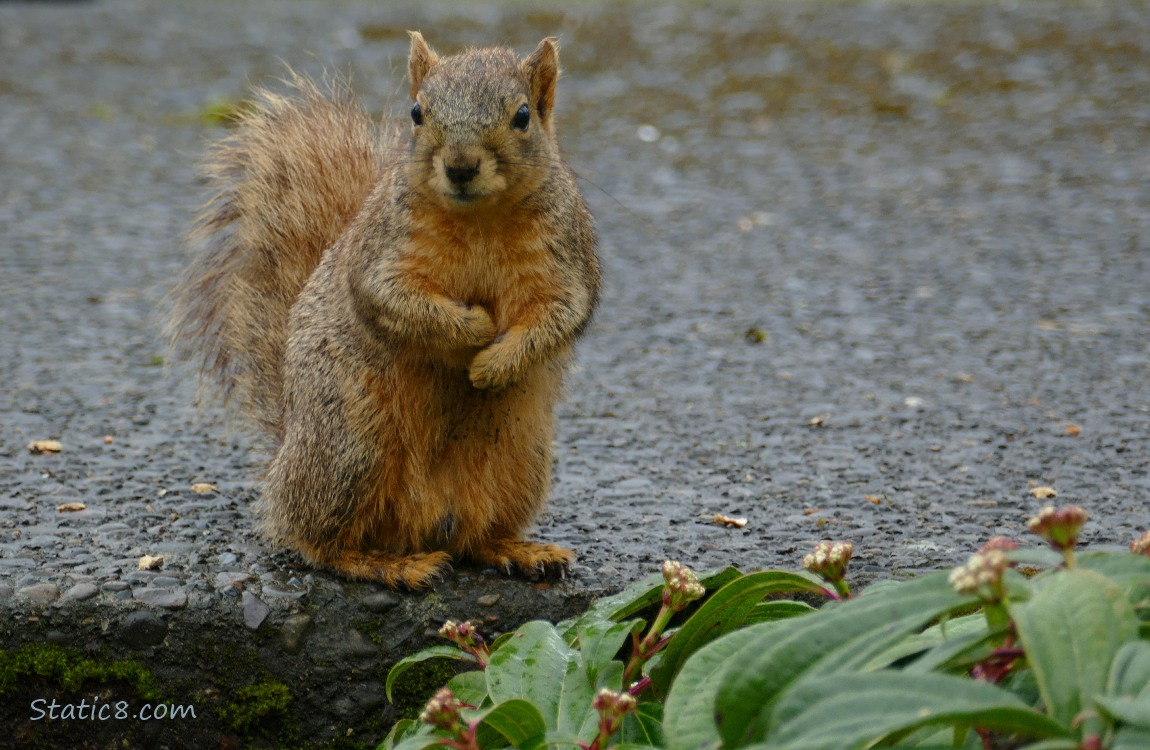 Squirrel standing on the sidewalk