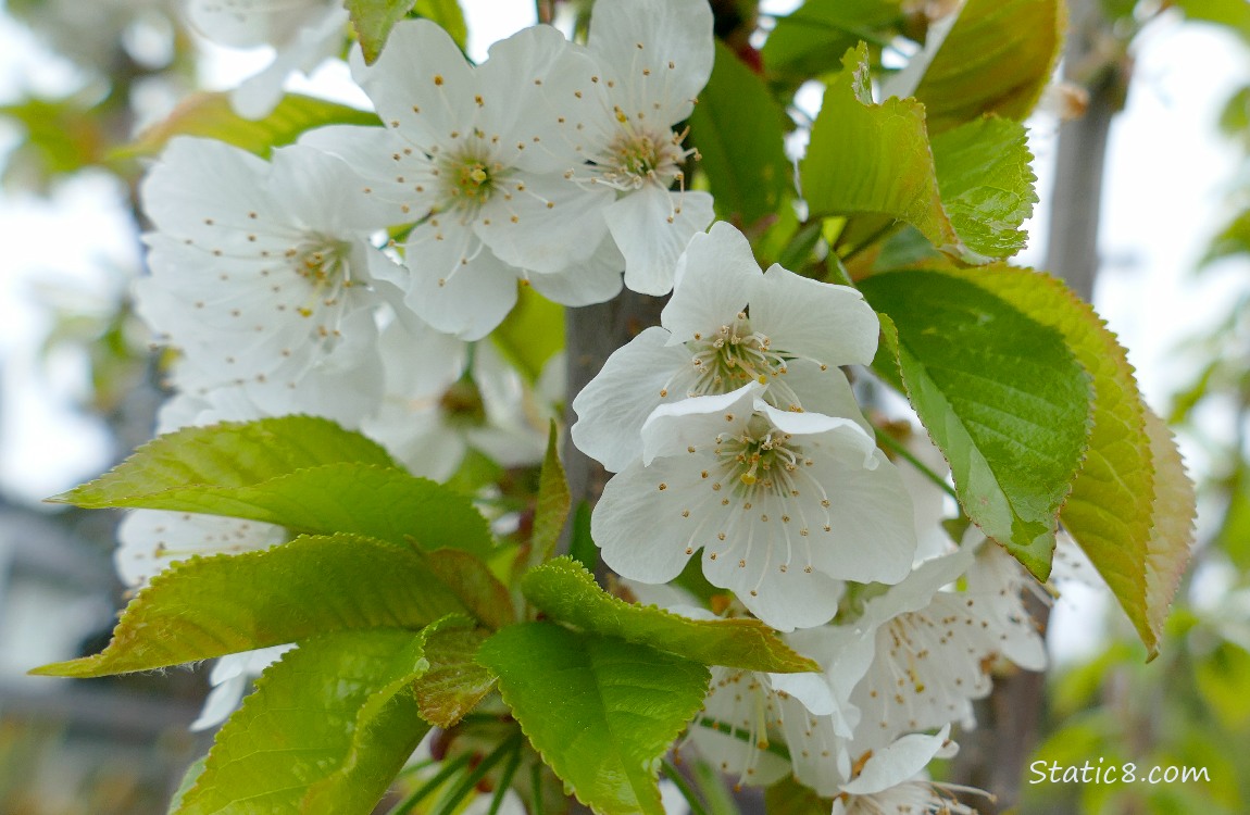 White blossoms on a fruit tree