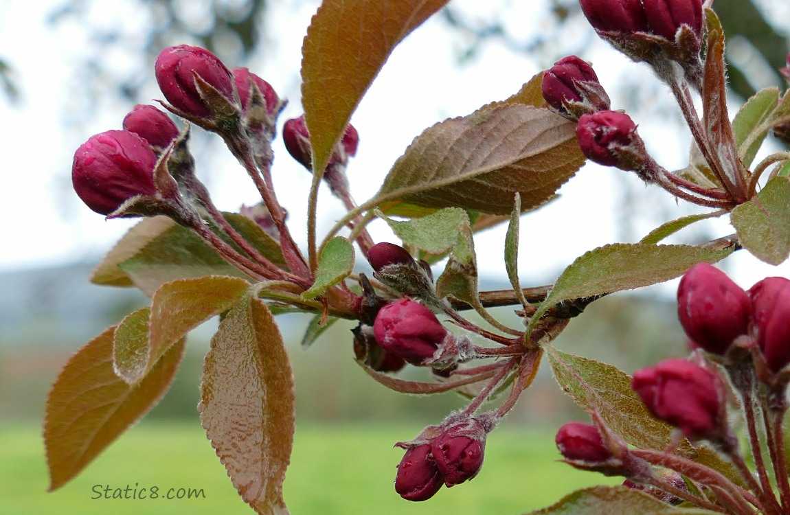 Dark pink buds on a tree