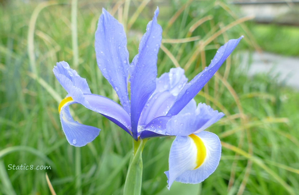 Light purple Iris bloom