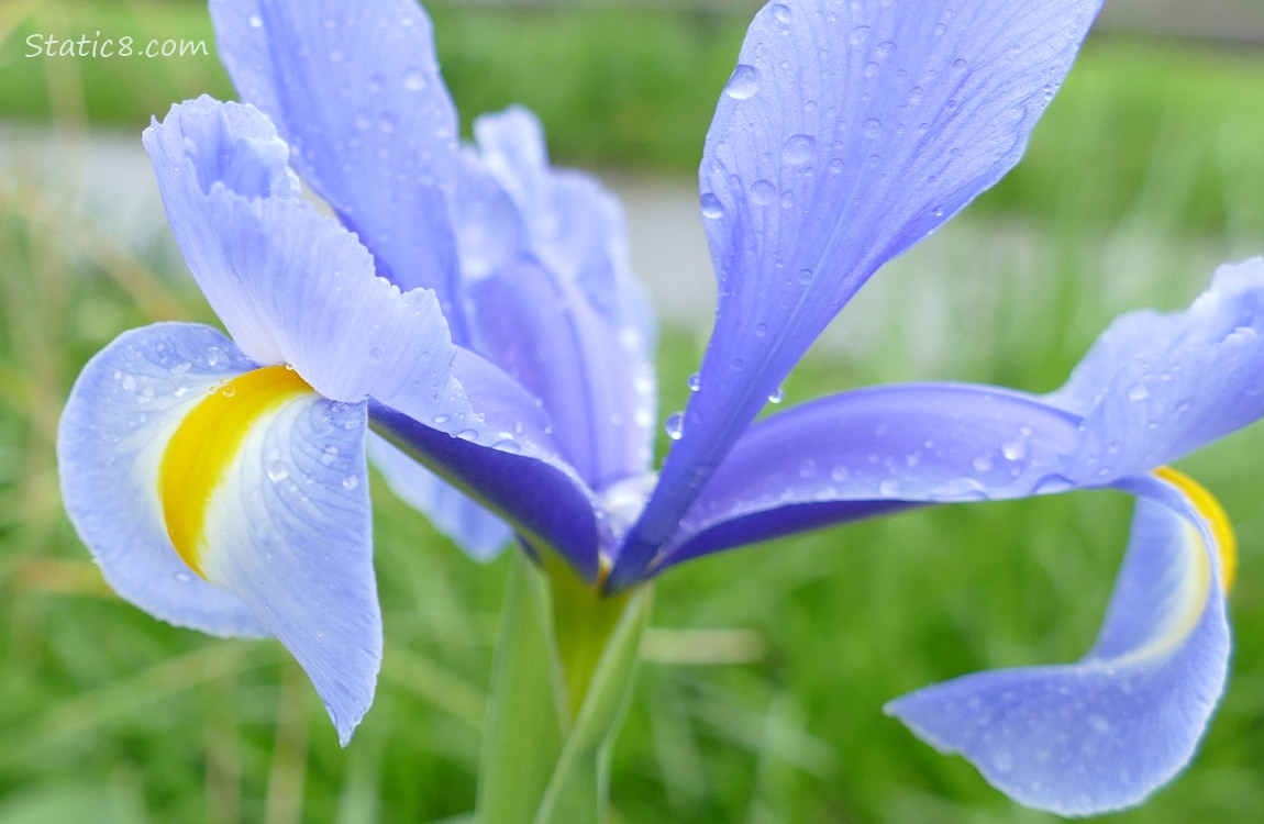 Close up of light purple Iris bloom with rain drops on it