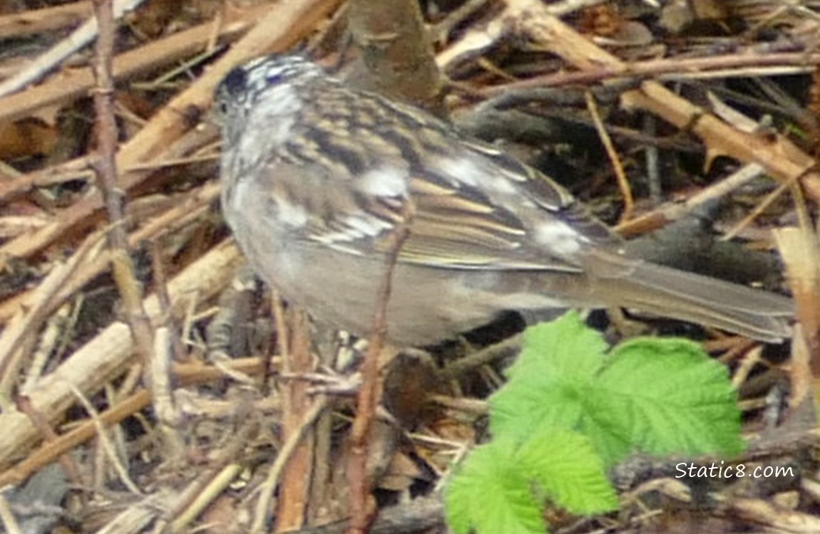 Golden Crown Sparrow with white patches standing on sticks