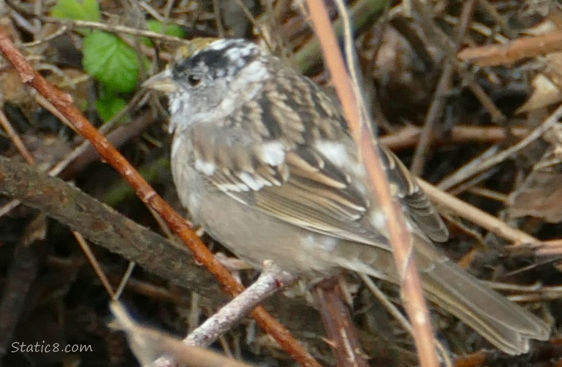 Golden Crown Sparrow with white patches standing on a stick