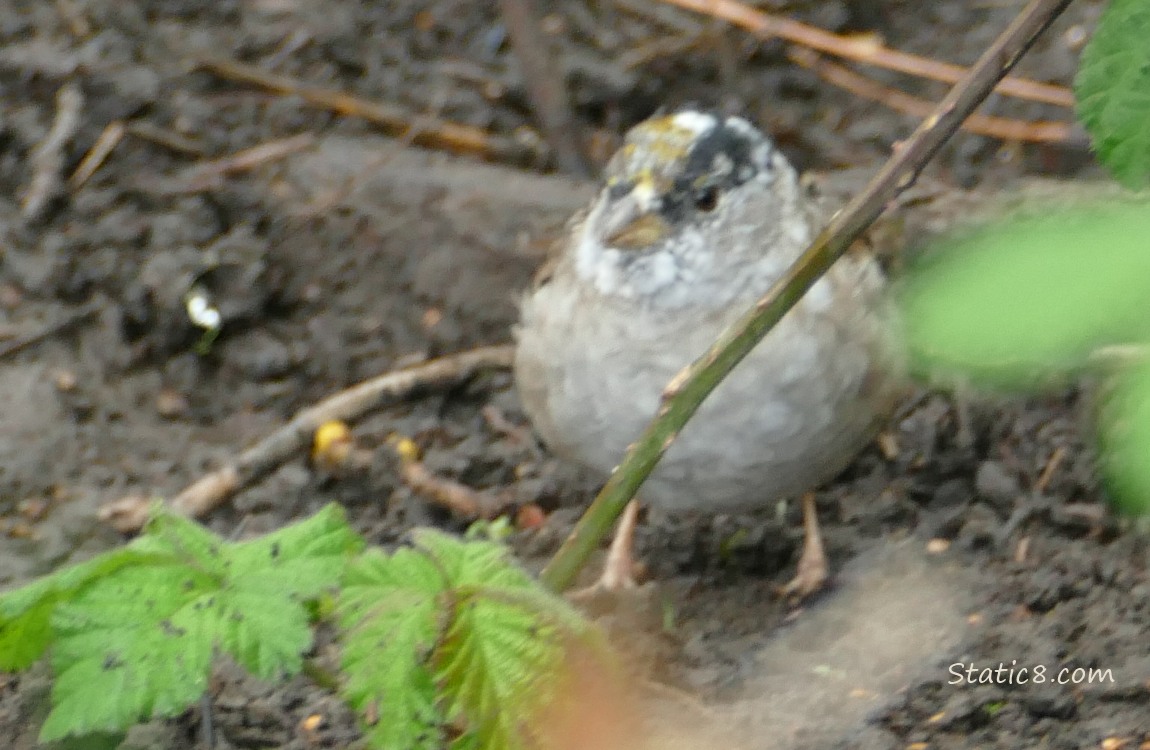 Golden Crown Sparrow stanidng on the muddy ground
