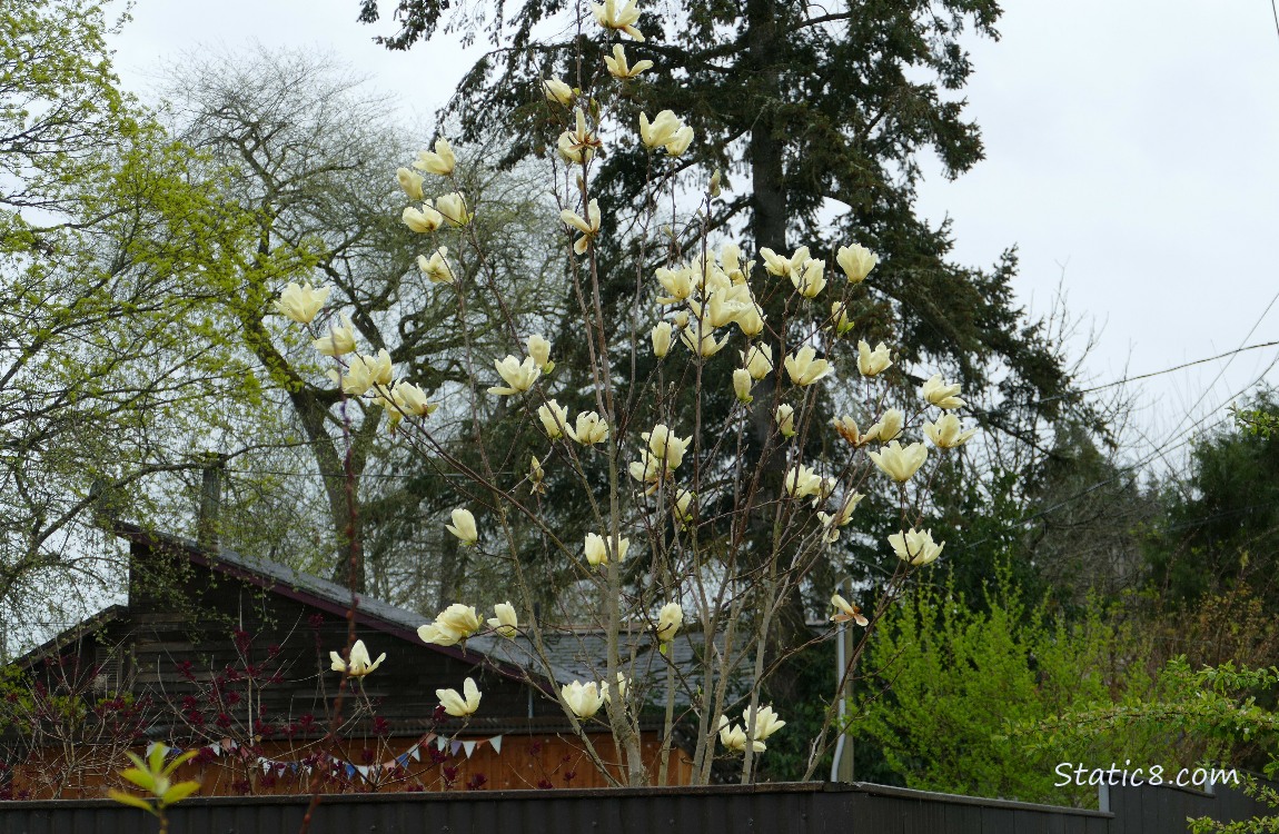 Pale yellow blossoms of a Magnolia tree