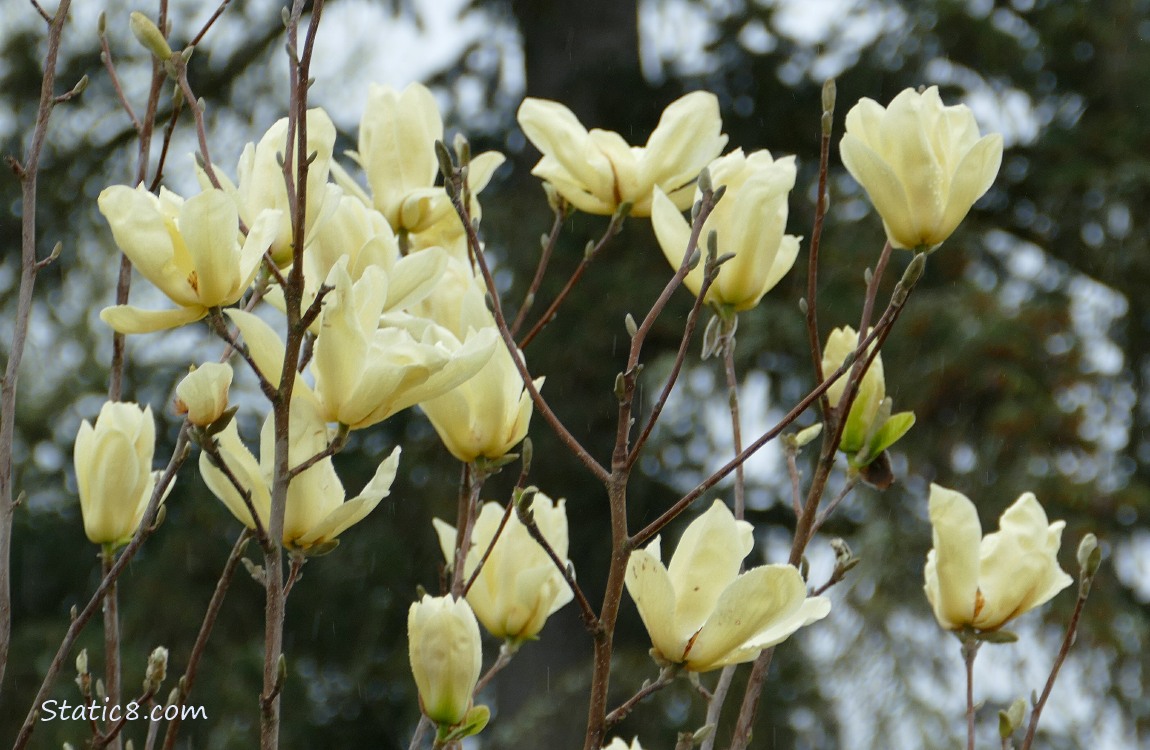 Pale yellow blossoms of a Magnolia tree