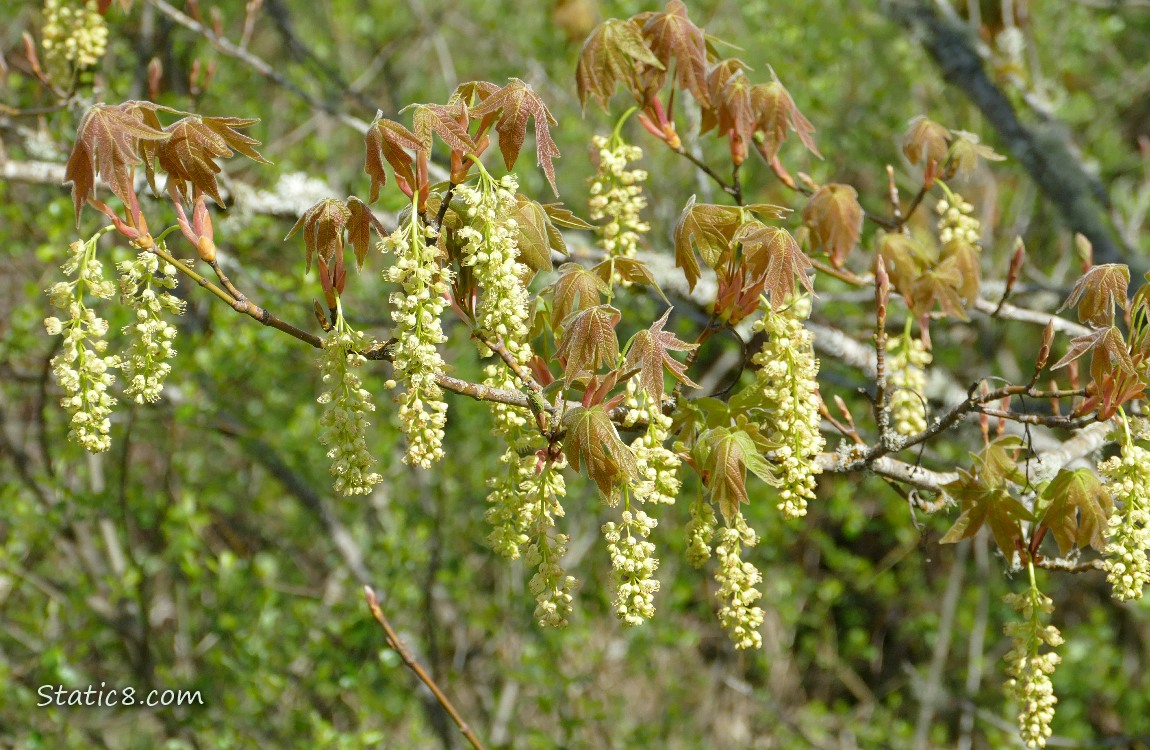 Bigleaf Maple blooms hanging from a branch with leaves over it