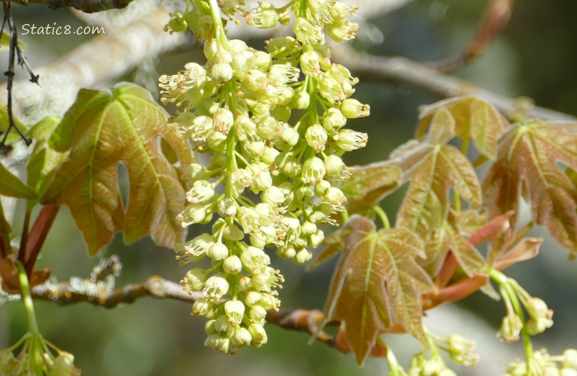 Close up of Bigleaf Maple blooms and leaves