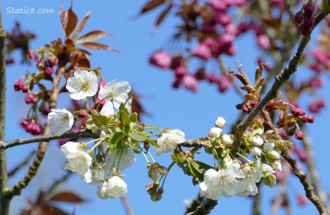White and pink Cherry Blossoms