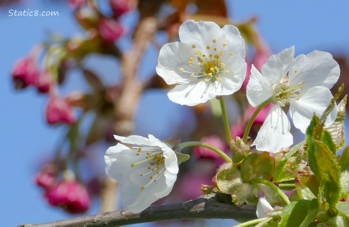 White Cherry Blossoms in front of unopened pink cherry blossoms