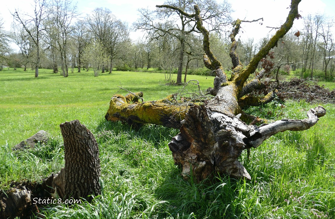 Fallen Oak tree laying in the grass with trees in the distance
