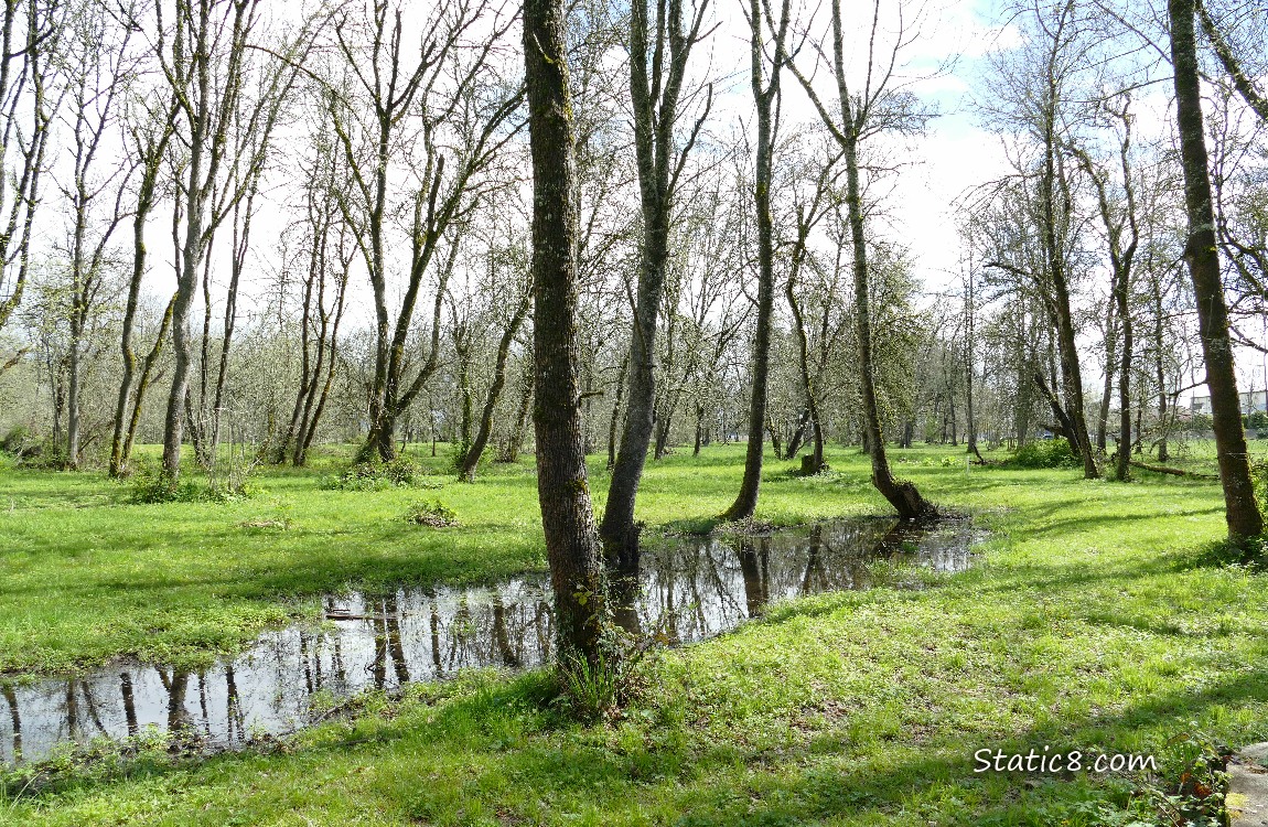 Puddle in the grass under trees