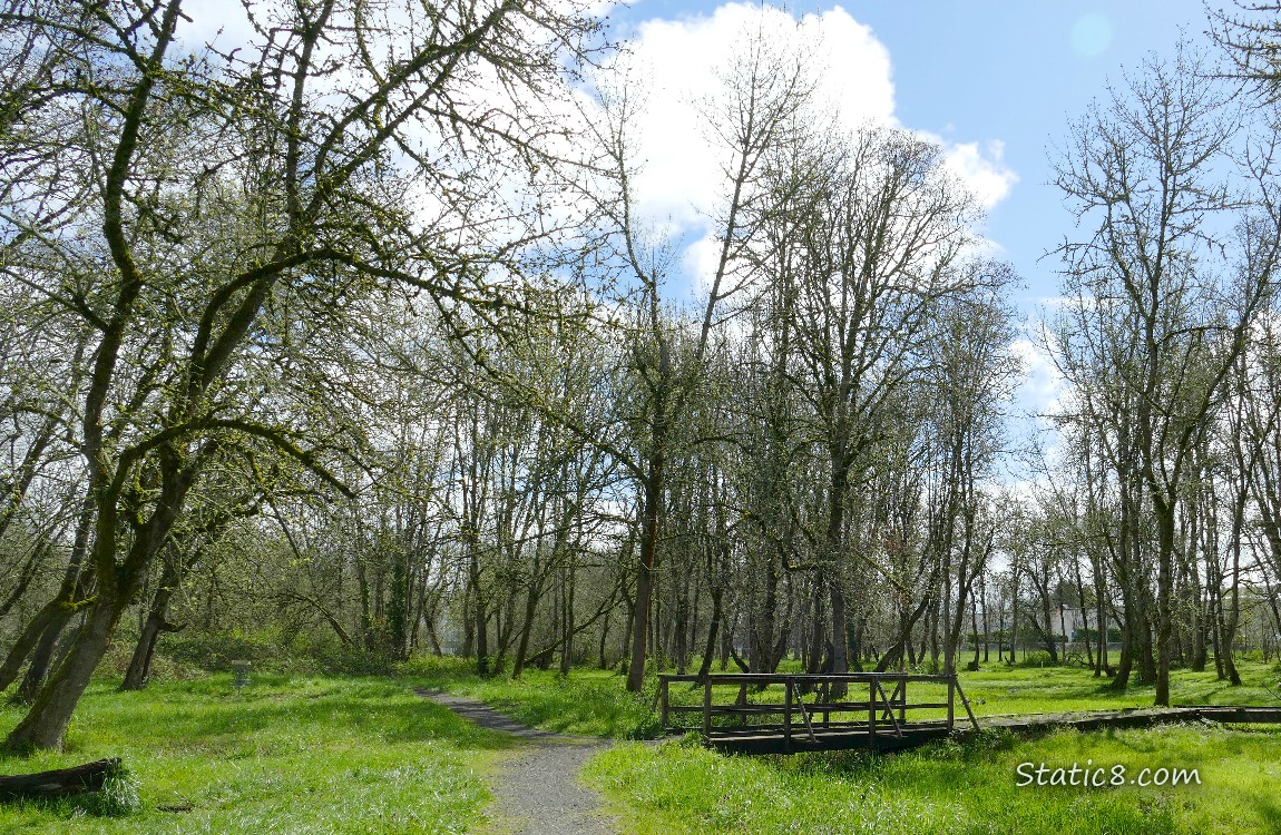 Walking bridge under trees and a blue sky