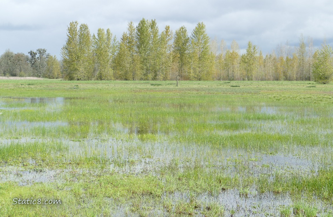Grassy pond with trees in the distance