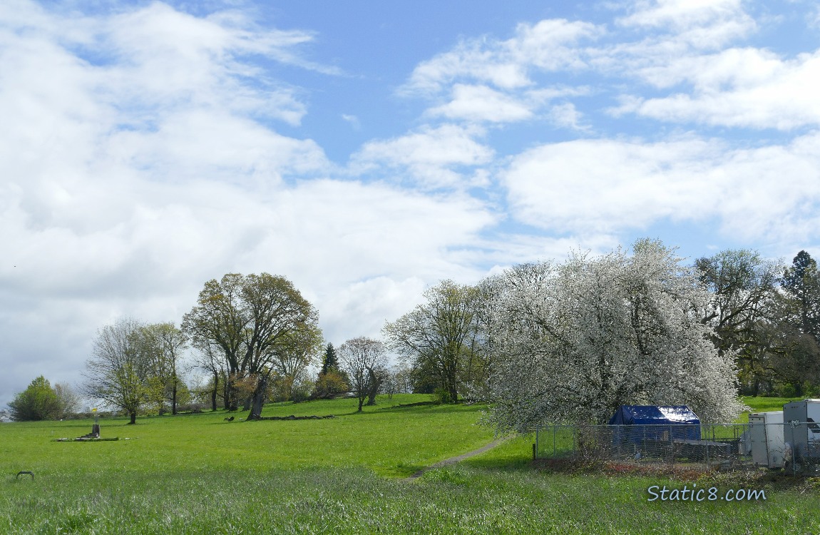 Loooking up a grassy hill with trees, blue sky and puffy white clouds above