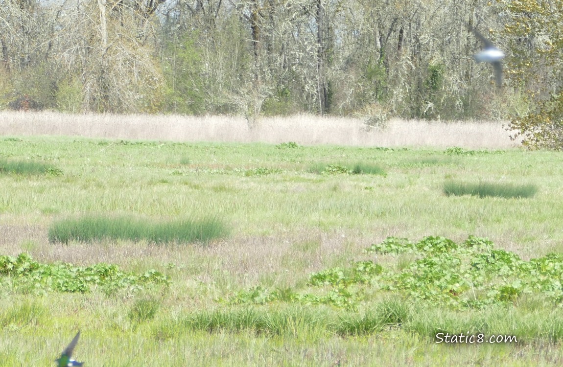 Grassy land with swallows at the edges