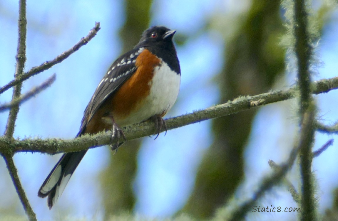Towhee standing on a bare twig, blue sky behind