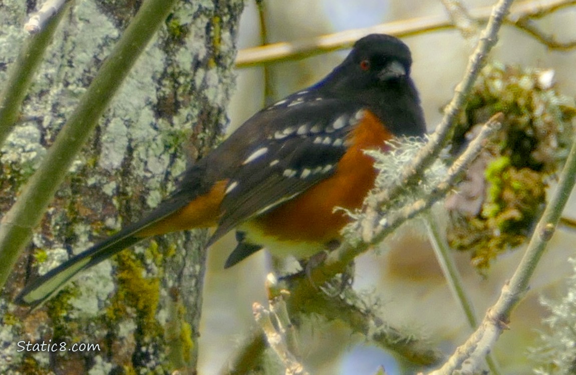 Towhee standing on a mossy twig near a tree trunk