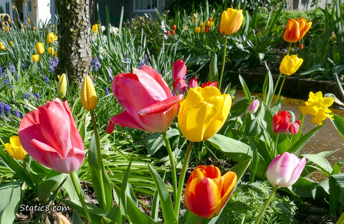 Tulip blooms in yellow, pink and orange