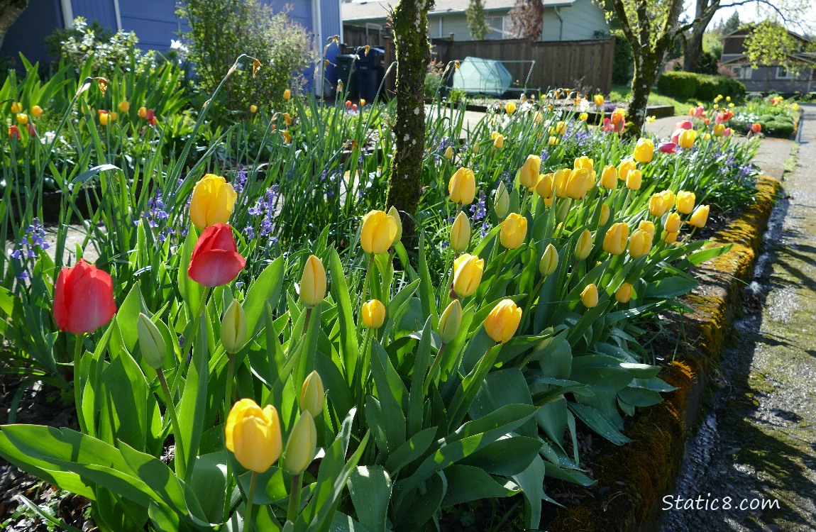 Yellow Tulips blooming in the hell strip