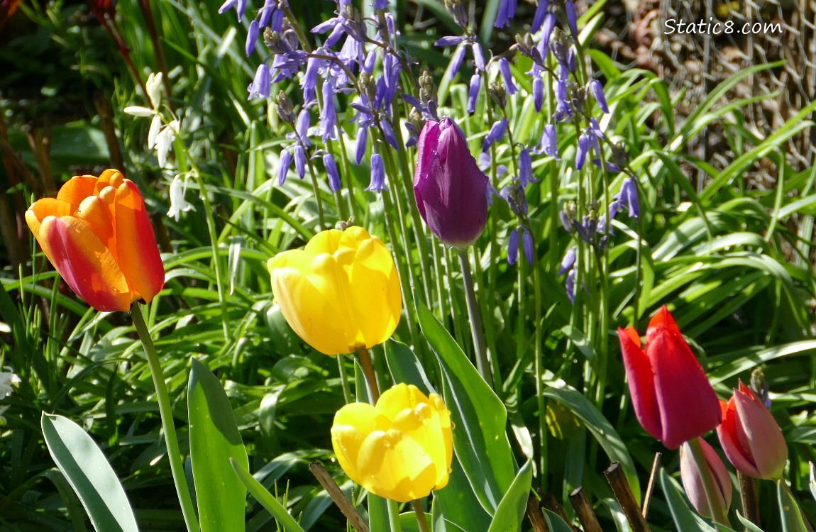 Tulip blooms in different colours with some Spanish Bluebell blooms