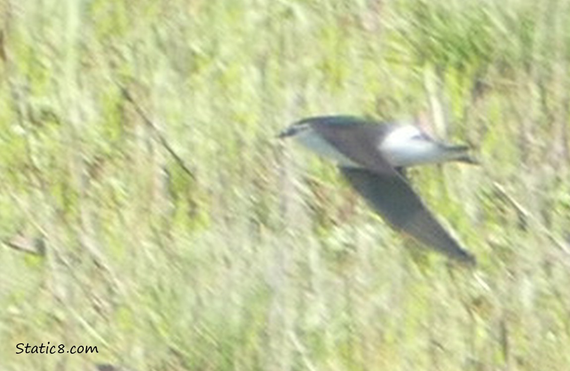 Violet Green Swallow flying over grass