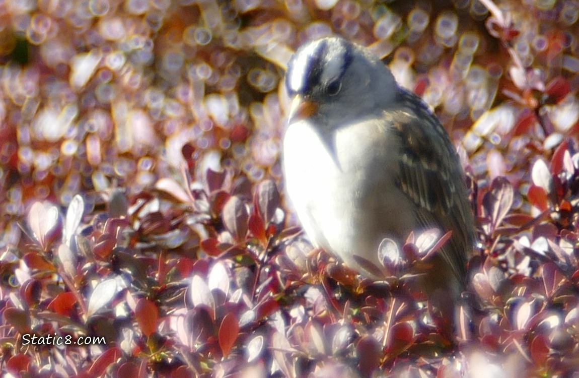 White Crown Sparrow standing over a bush