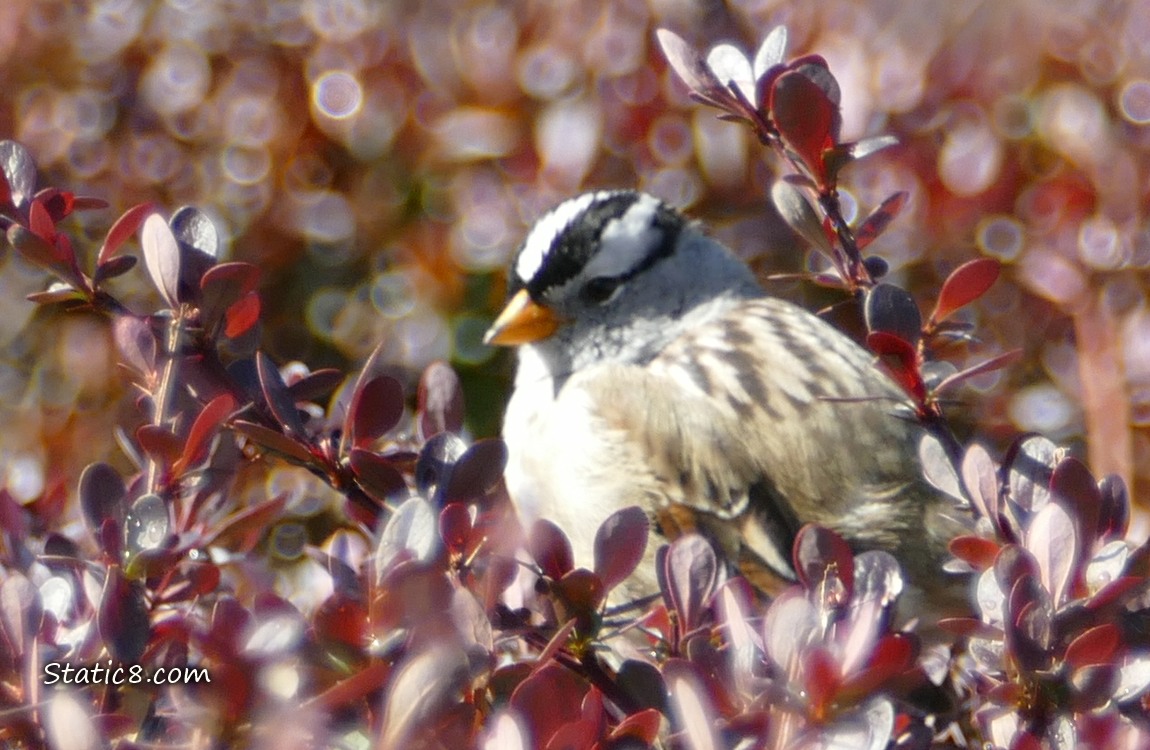 White Crown Sparrow standing in a bush with small red leaves