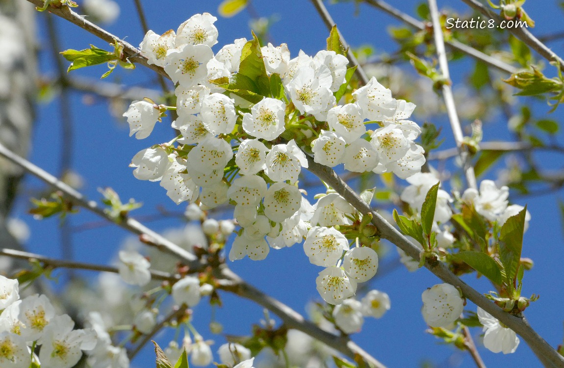 White Cherry blossoms in front of blue sky
