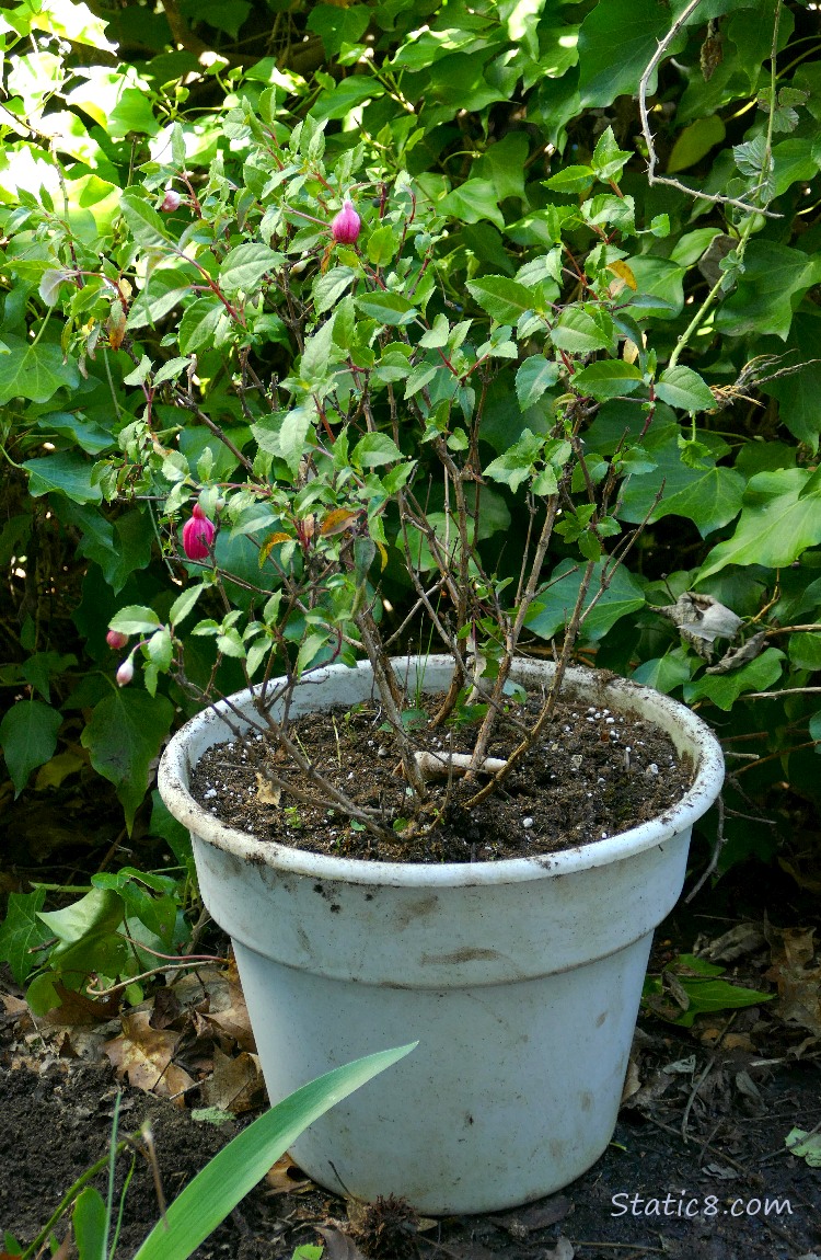 Potted Fuchsia plant in front of a wall of ivy