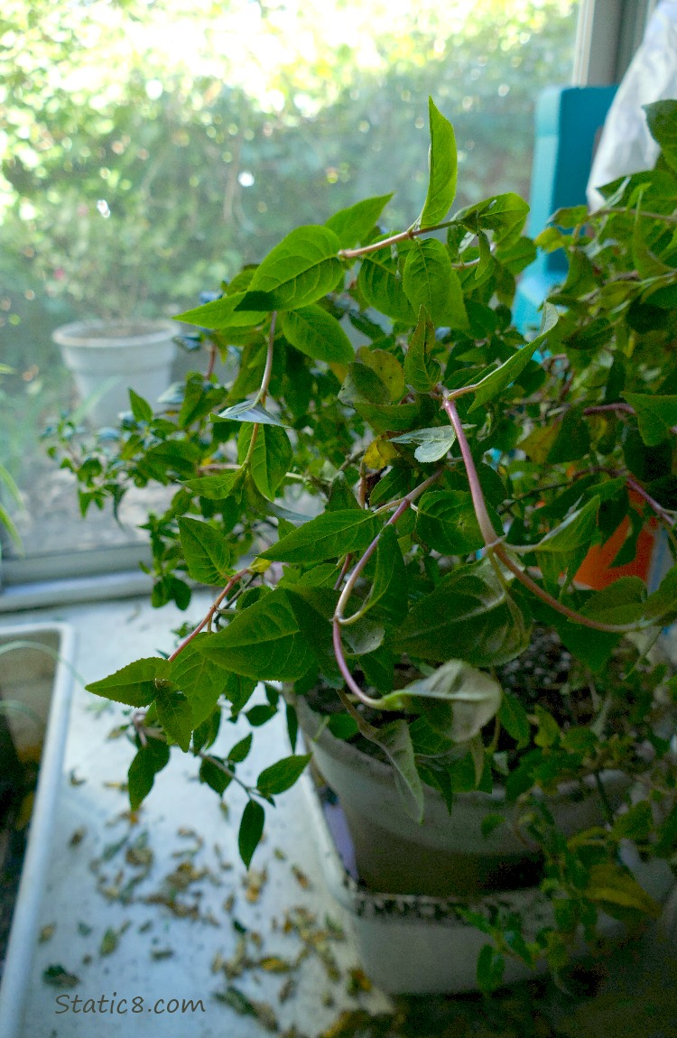 Fuchsia plant