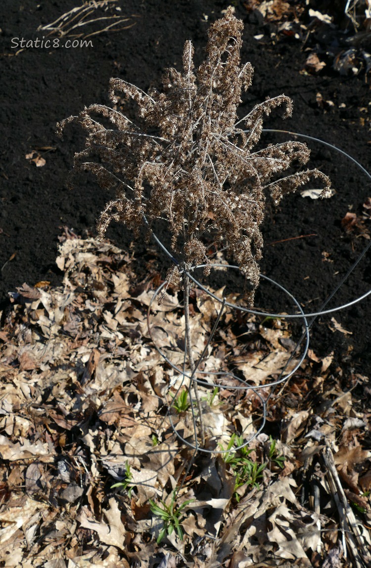 dead Goldenrod plant