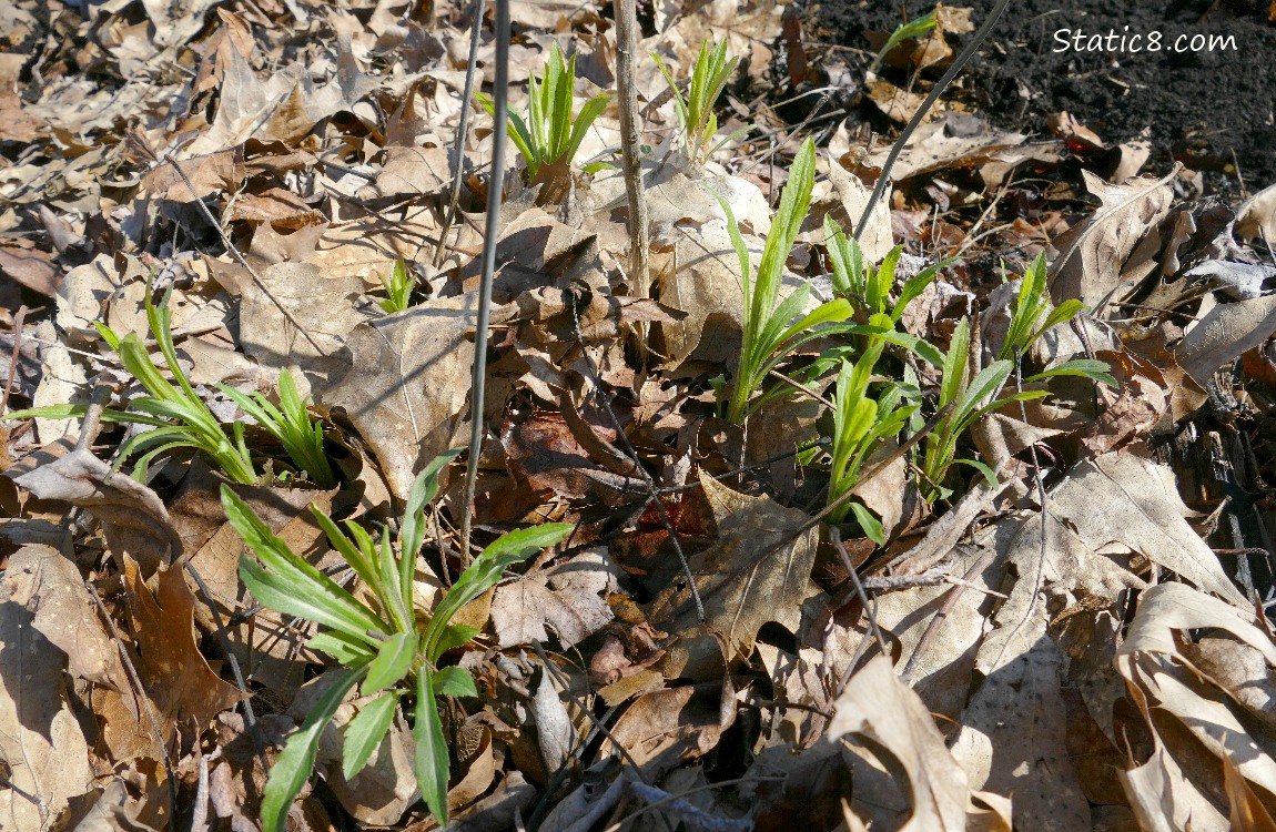 Goldenrod seedlings growing up thru leaf mulch
