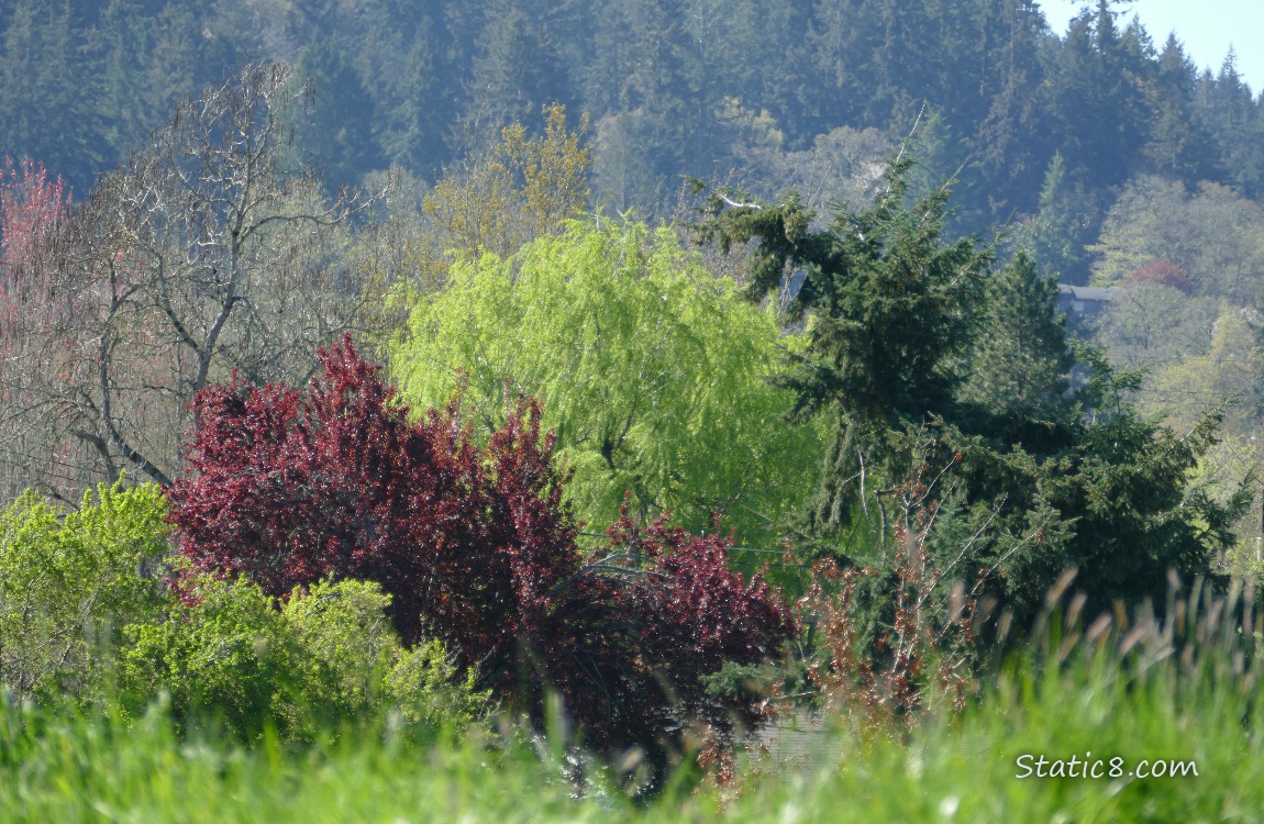 Spring trees in the distance