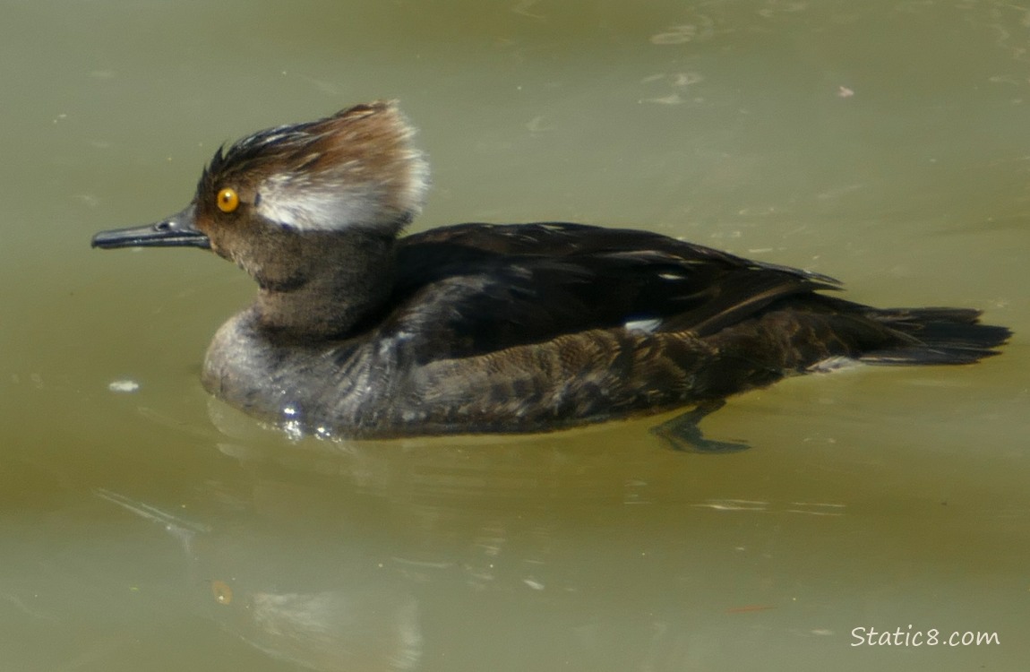 Juvenile Hooded Merganser paddling on the water