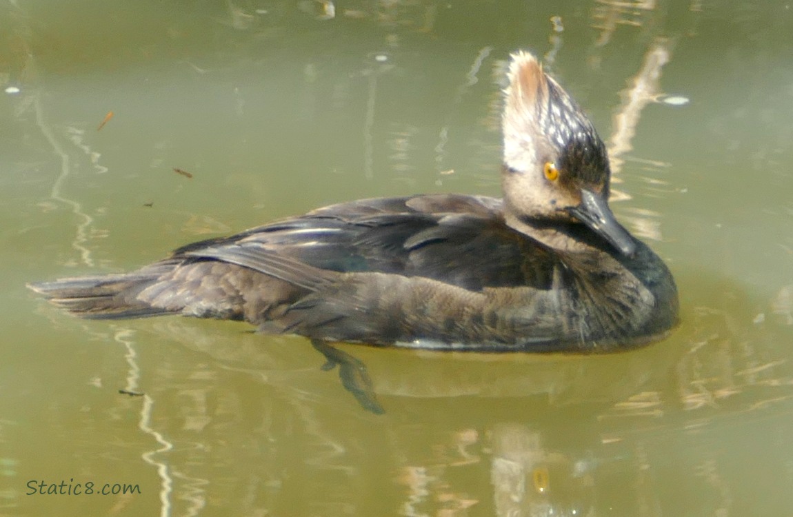Juvenile Hooded Merganser paddling on the water