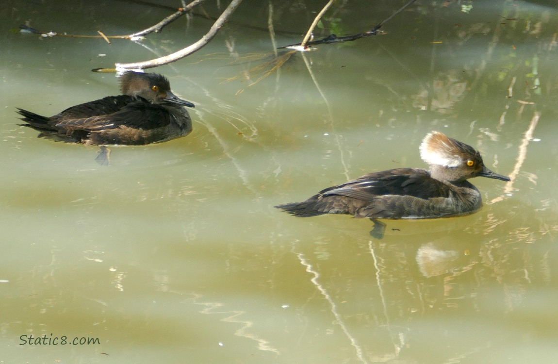 Pair of Juvenile Hooded Mergansers paddling on the water