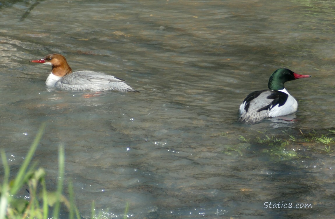 Common Merganser pair, paddling on the water