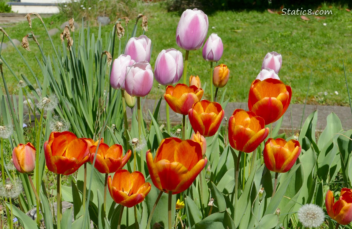 Pink and orange Tulip blooms