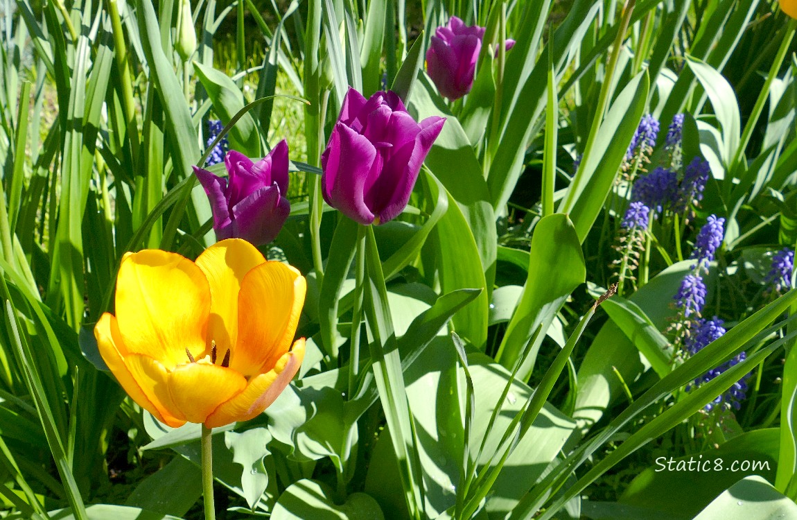 Yellow and purple Tulip blooms with some Grape Hyacinths