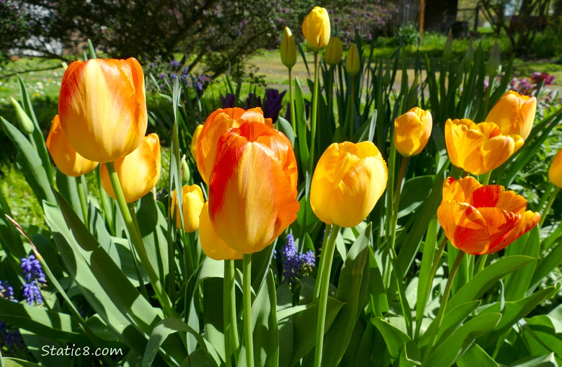 Orange Tulip blooms