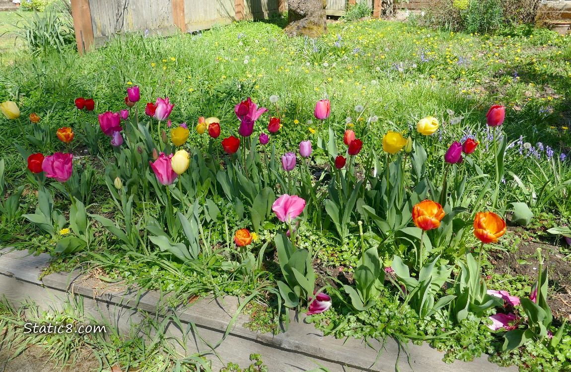 Many colours of Tulips in a front yard