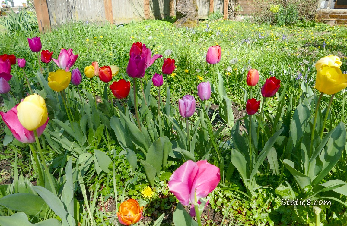 Many colours of Tulip blooms in a front yard