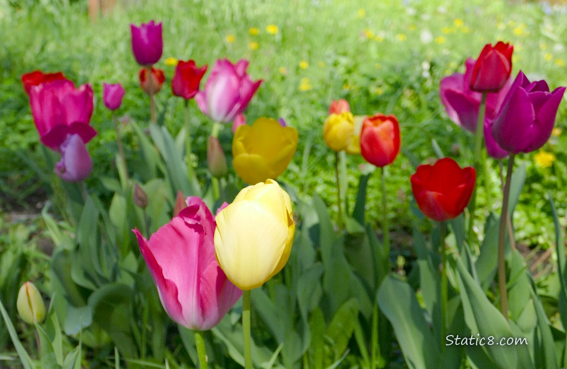 Tulip blooms in yellow and pinks