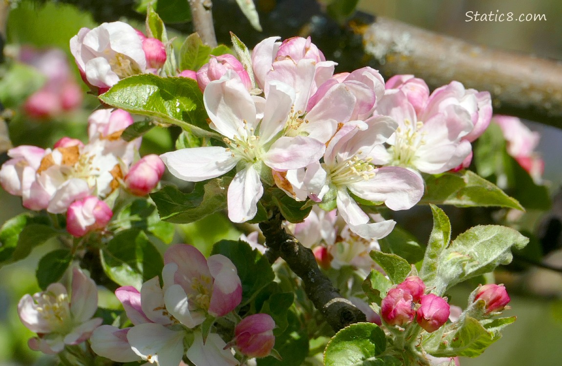 Apple blossoms