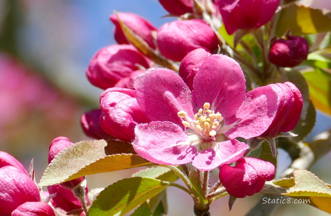 Dark pink fruit tree blossom