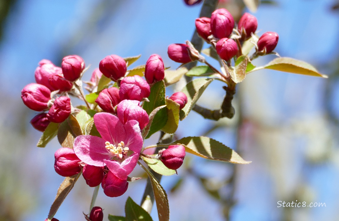 Dark pink tree fruit blooms with blue sky behind