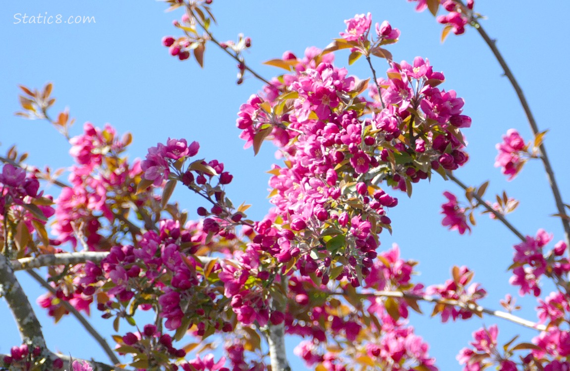 Dark pink fruit tree blossoms in front of a blue sky