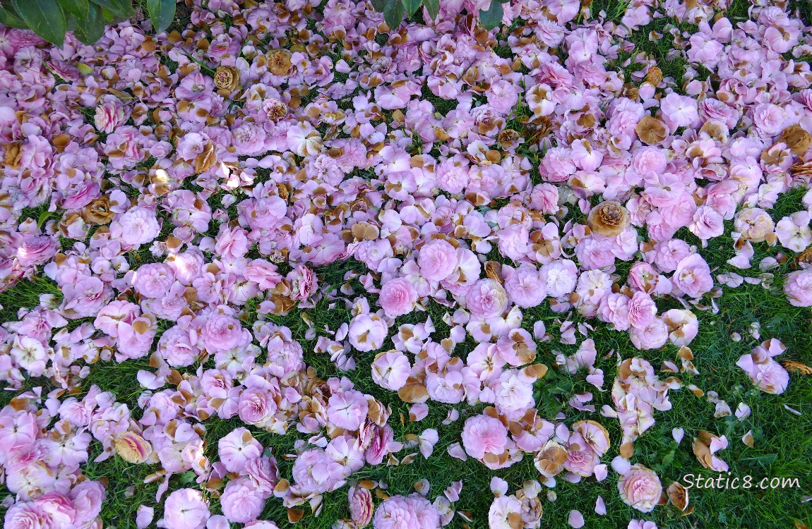 Fallen Camellia blossoms laying on the grass